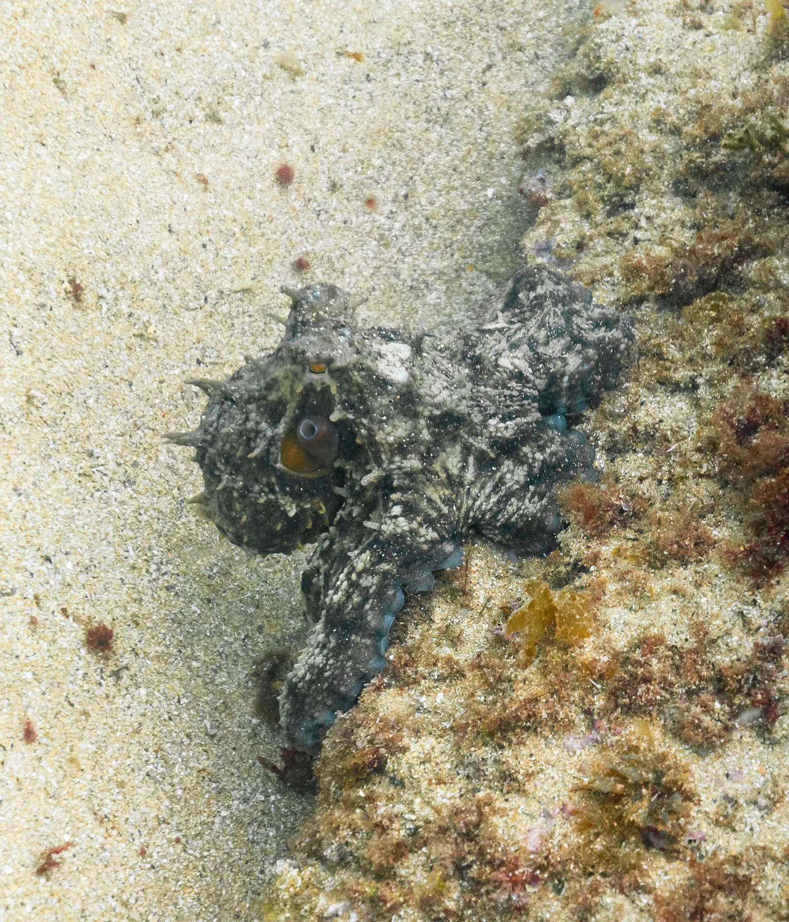 A common octopus (Octopus vulgaris) underwater
