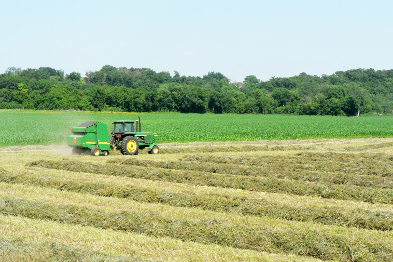 Bales of hay in a harvested field