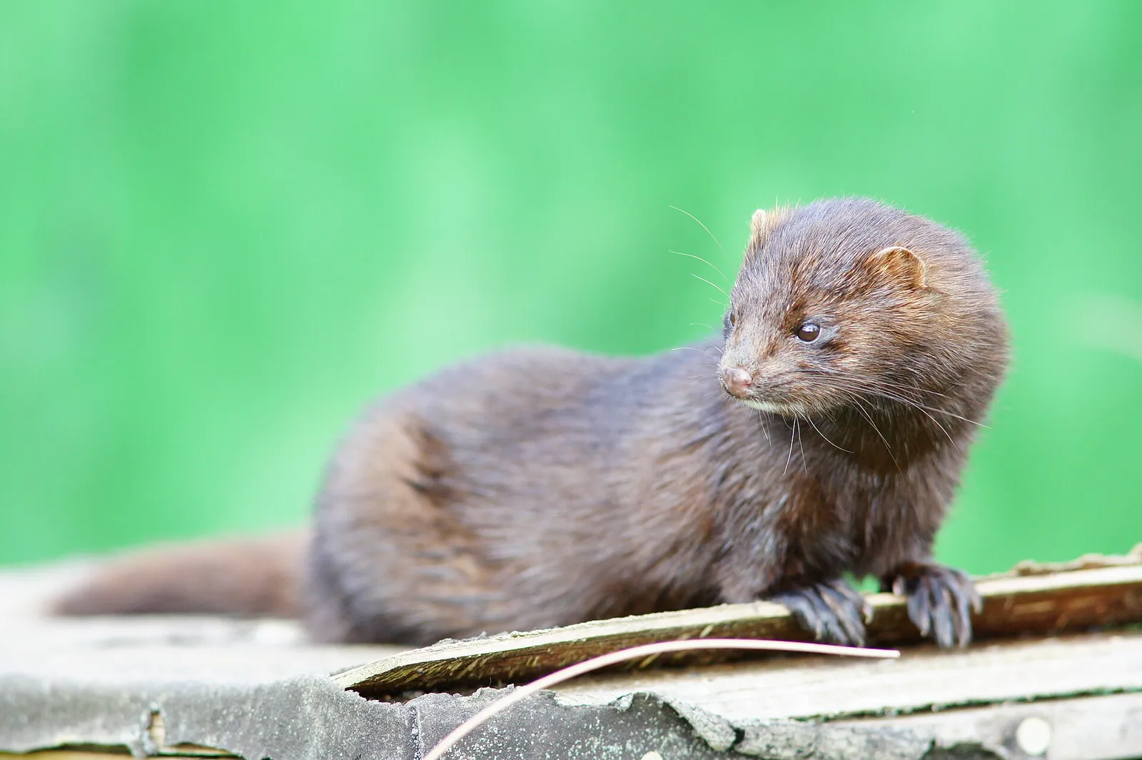 An American mink, an invasive predator in Britain