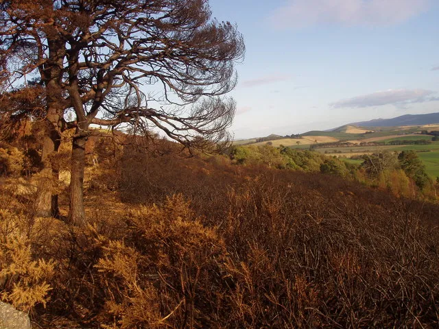 Gorse and trees damaged by fire on a hillside