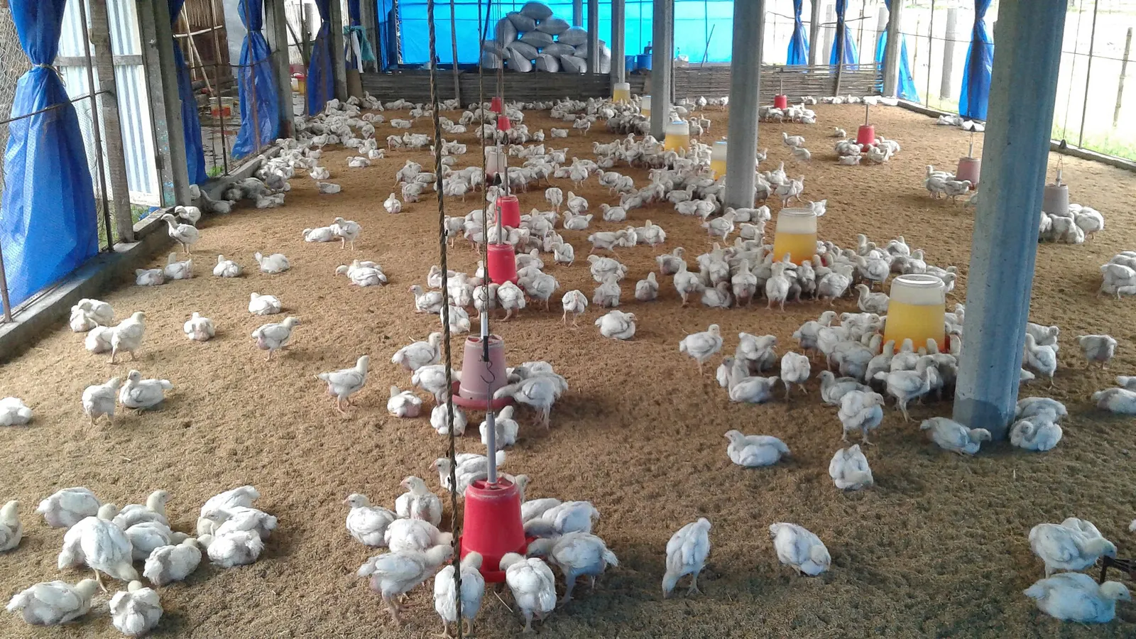 Chickens inside a poultry farm (file image)