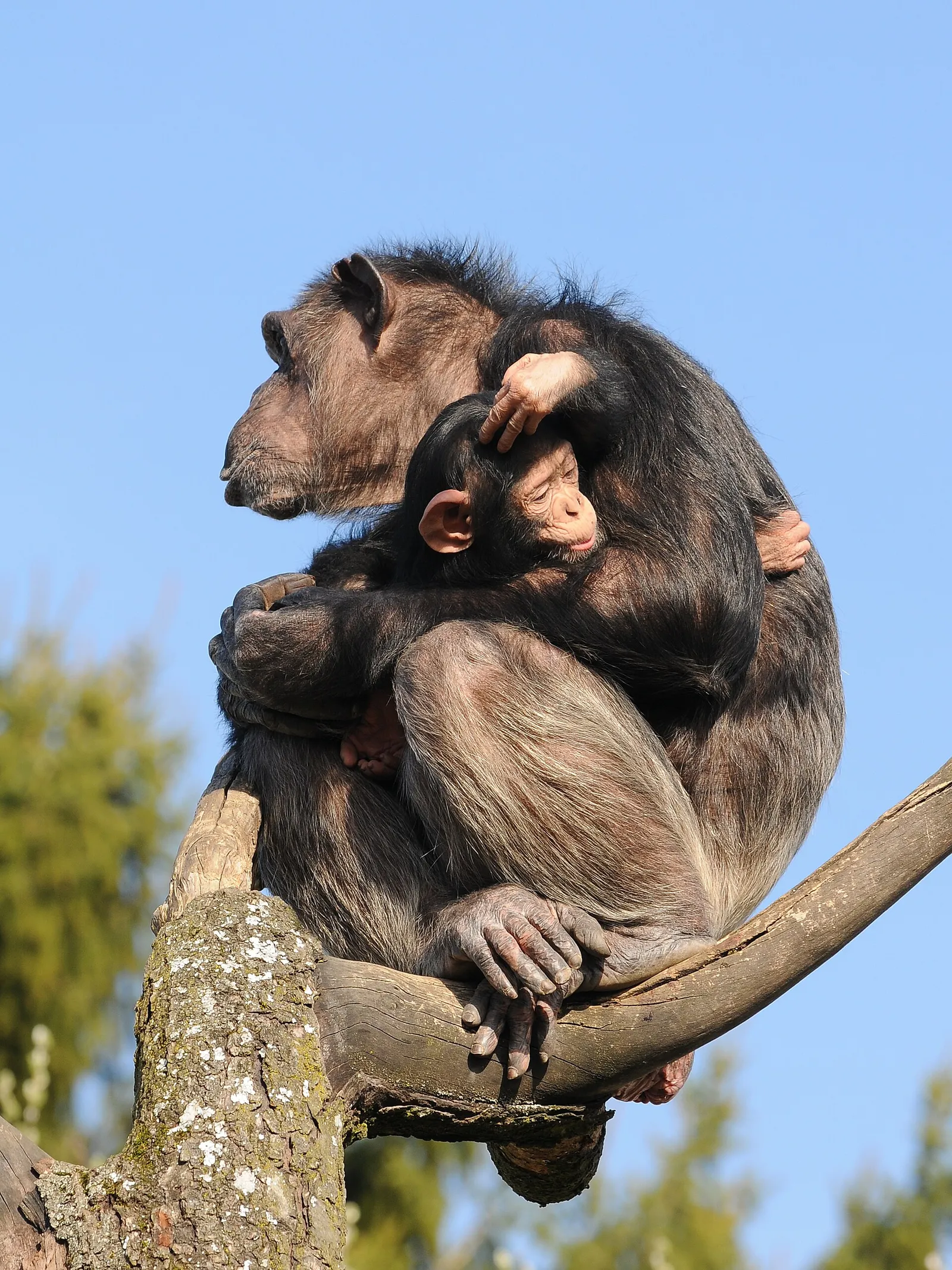 A chimpanzee