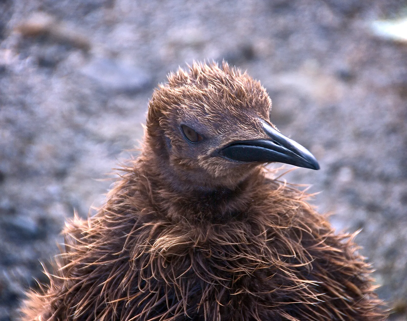 A king penguin chick in its brown down plumage