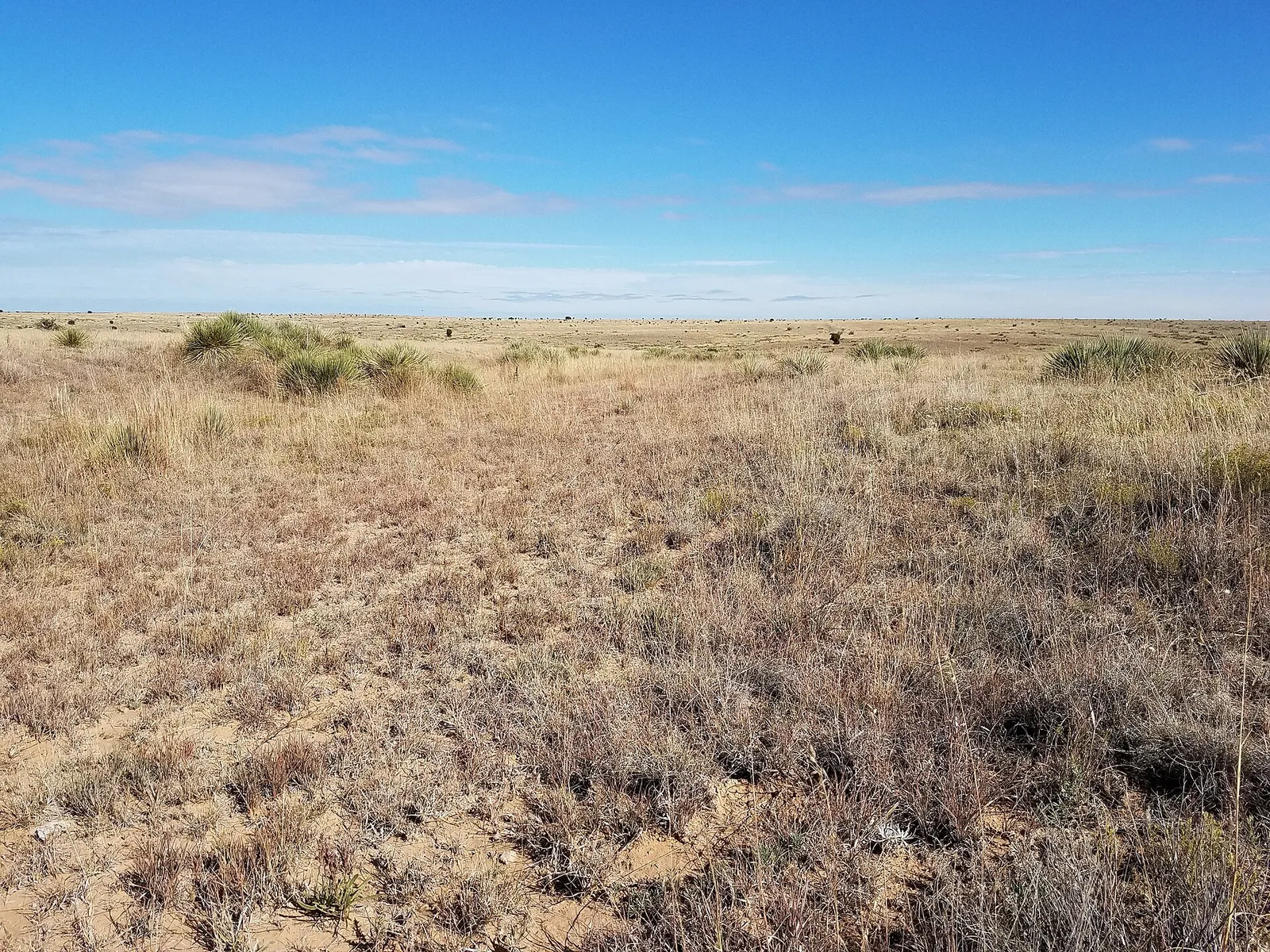 Open prairie grassland (file image)