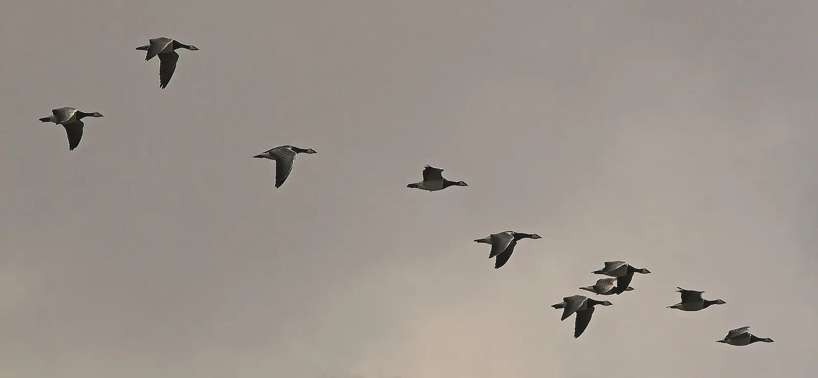 A flock of barnacle geese migrating in formation