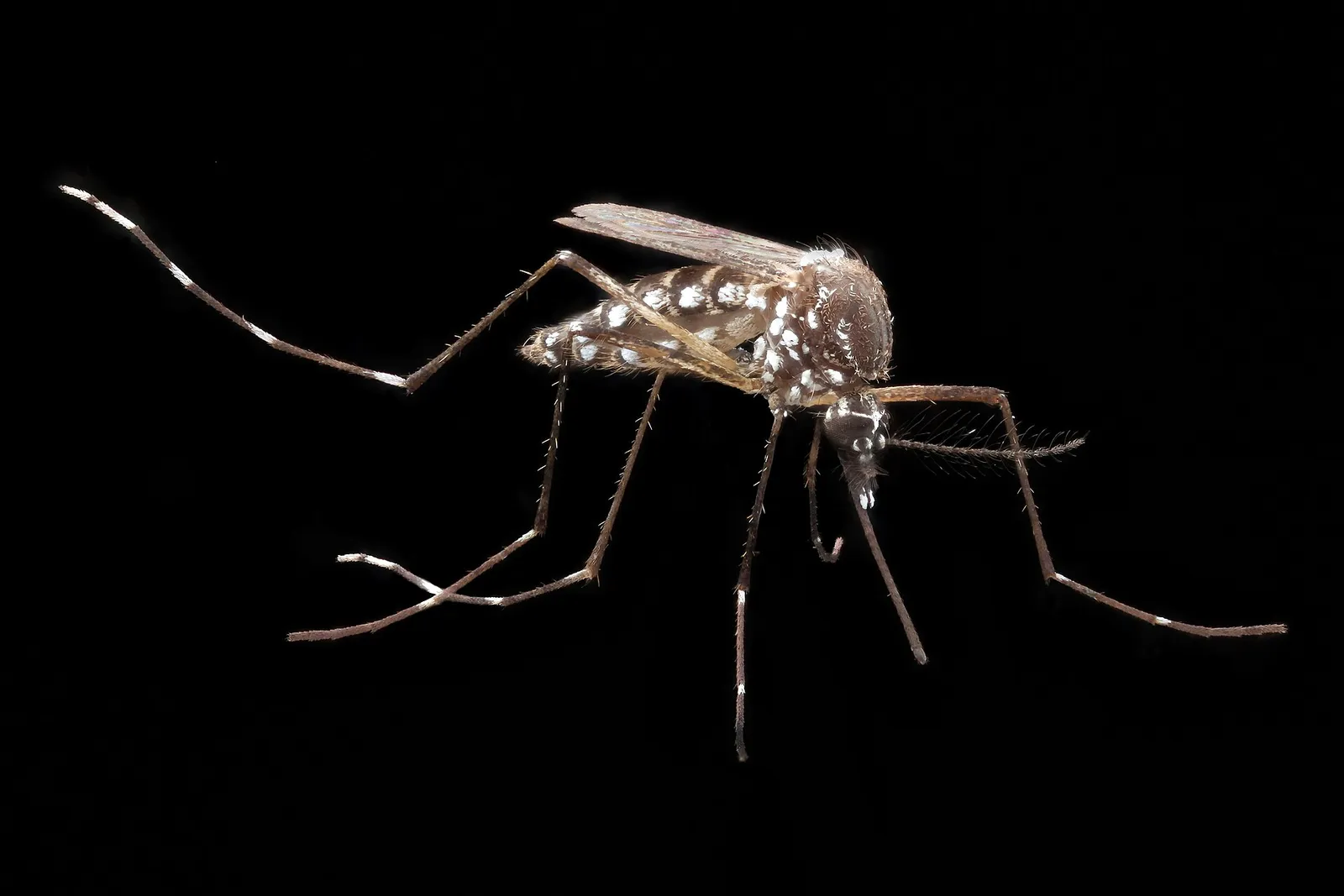 A close-up of an Aedes aegypti mosquito