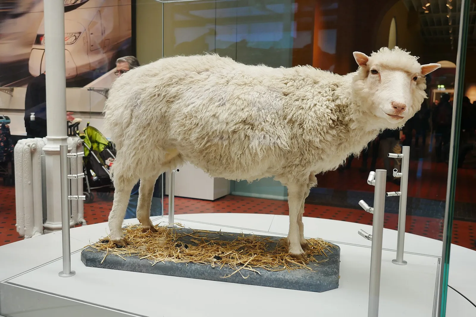 The preserved body of Dolly the sheep on display at the National Museum of Scotland
